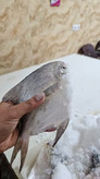 ماهی حلوا سفید صادراتی درشت